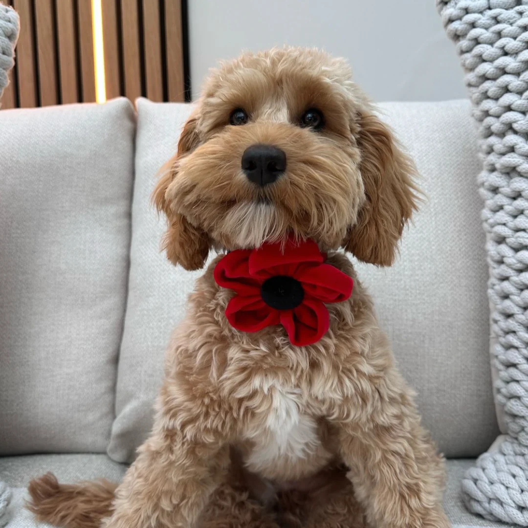 Poppy Collar Flower - Image 22