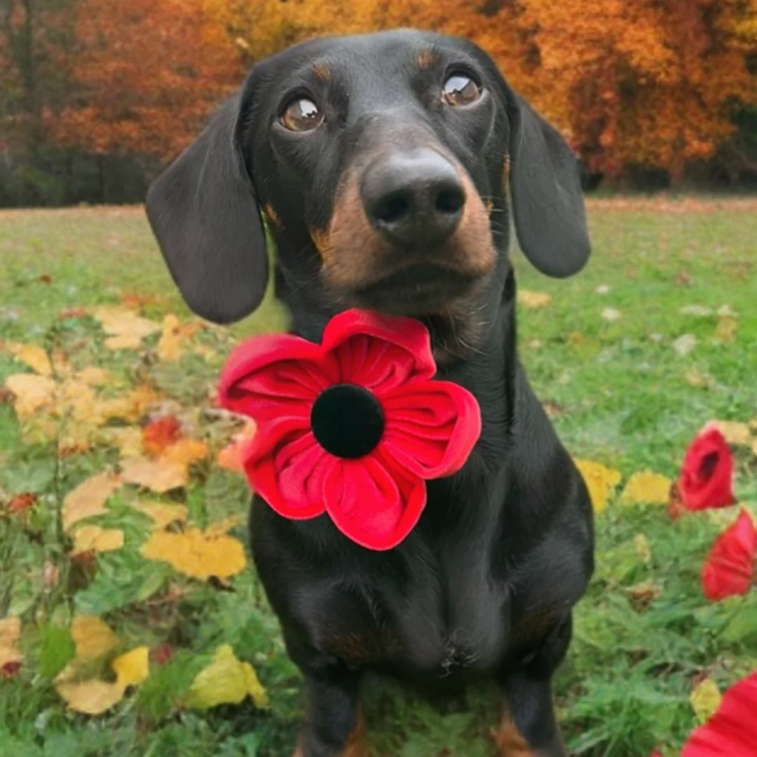 Poppy Collar Flower - Image 23