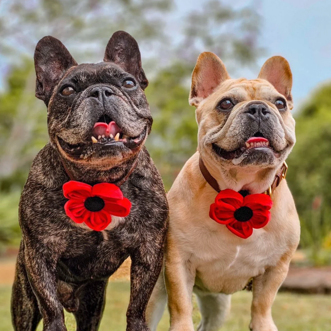 Poppy Collar Flower - Image 25
