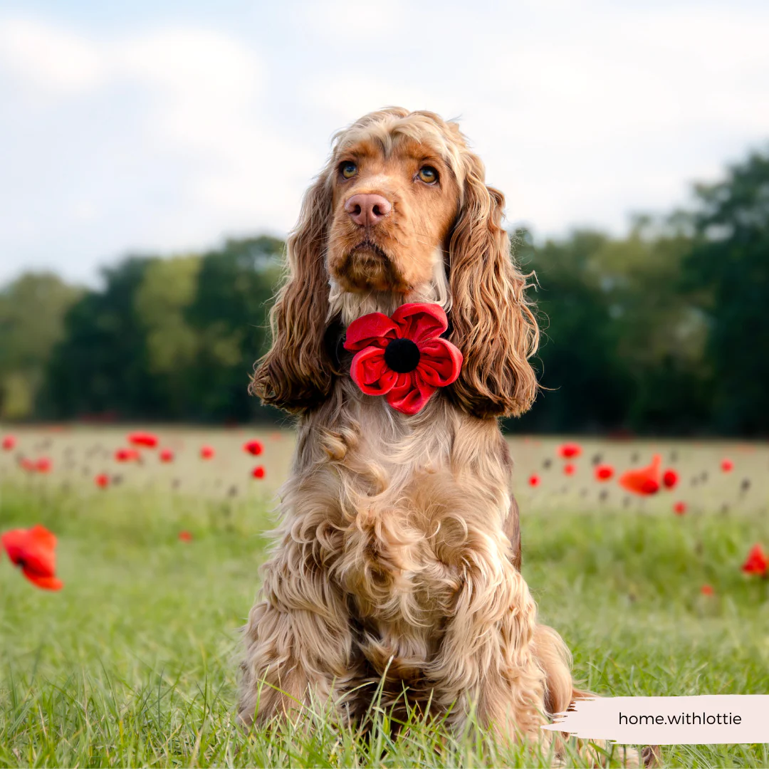 Poppy Collar Flower - Image 3