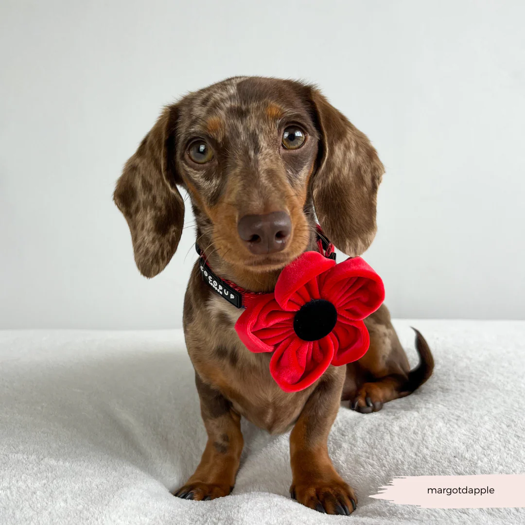 Poppy Collar Flower - Image 4
