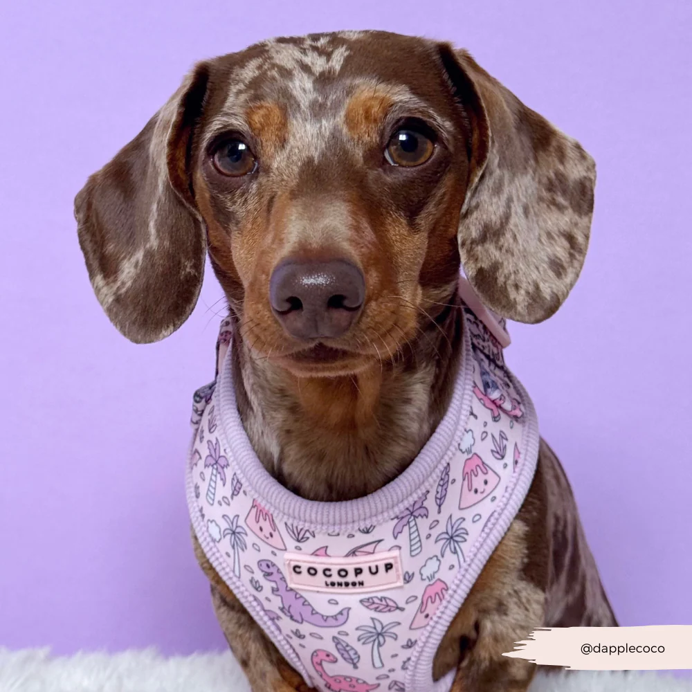 Princess Dino Adjustable Neck HARNESS - Image 14