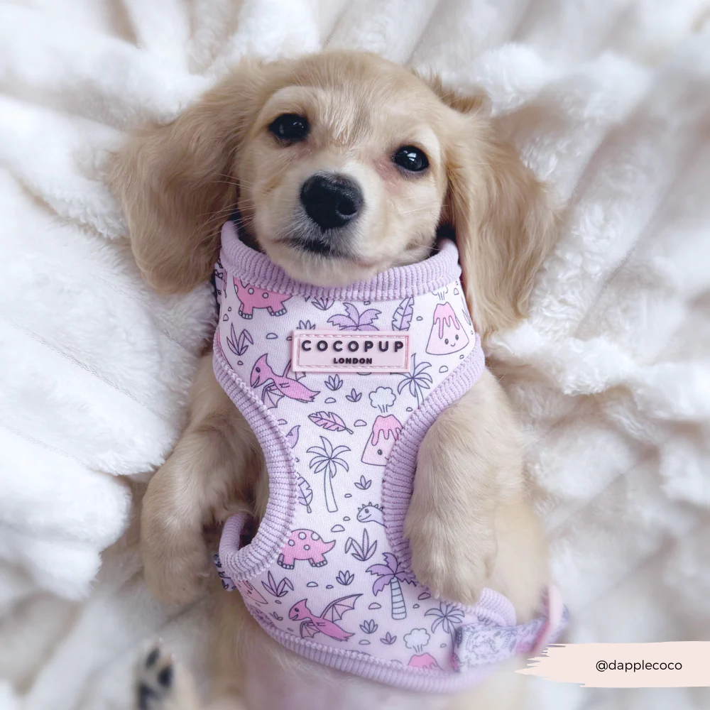 Princess Dino Adjustable Neck Harness, Lead & Collar Bundle - Image 22