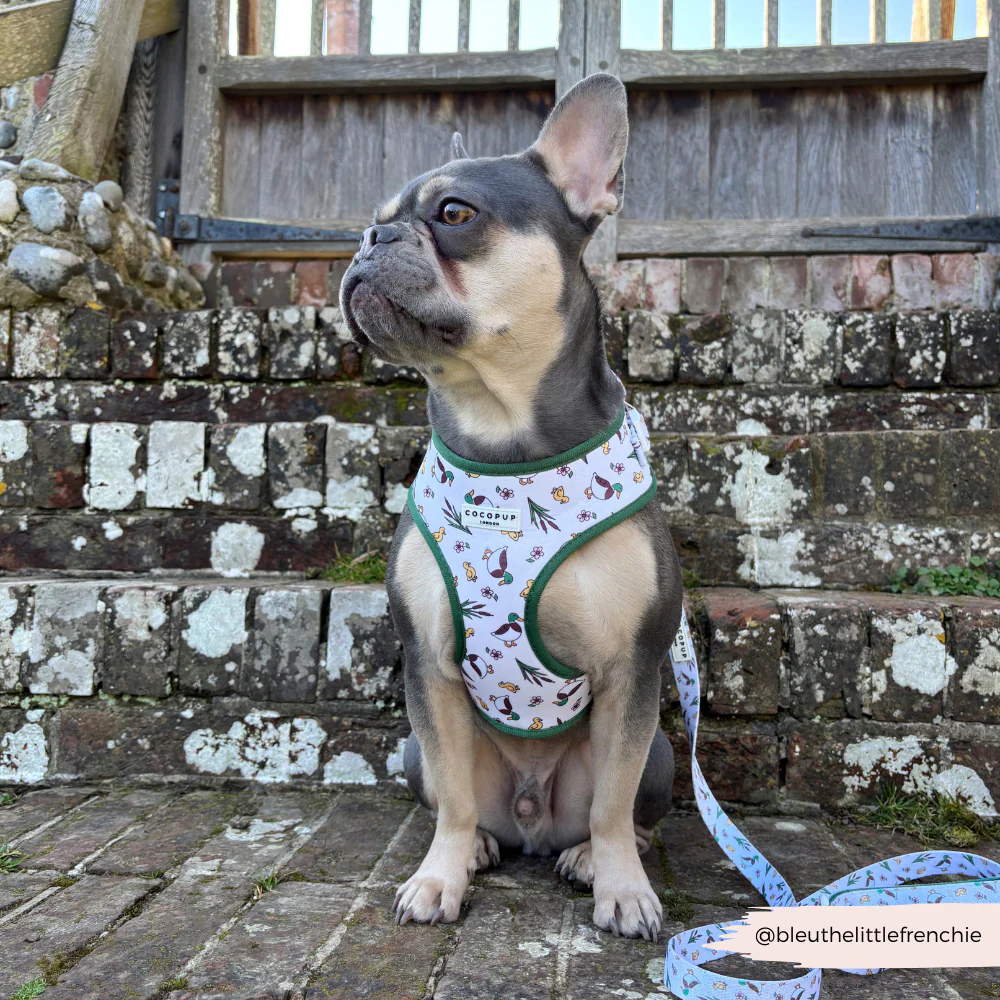Puddle Pup Lead - Image 4