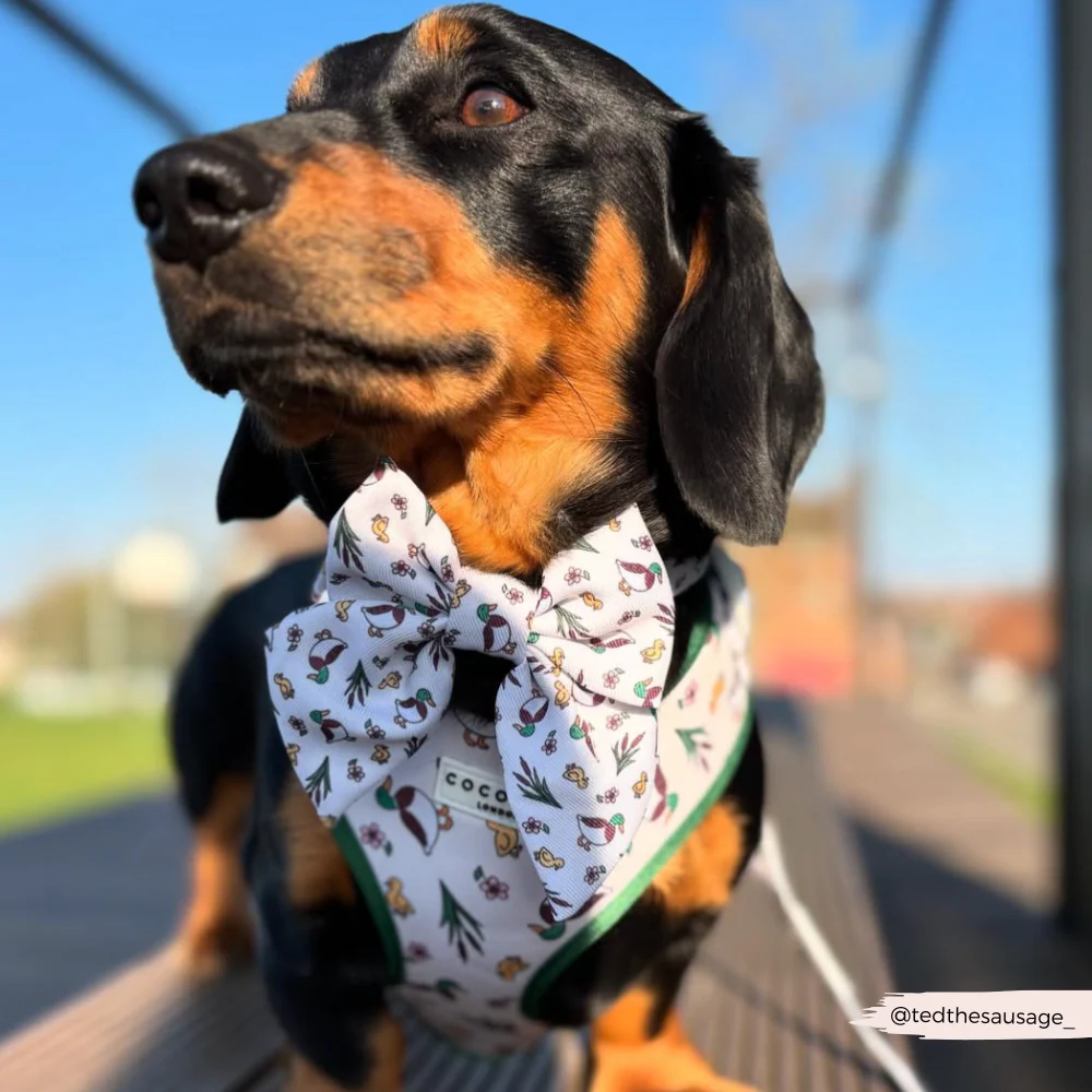 Puddle Pup Adjustable Neck HARNESS - Image 11