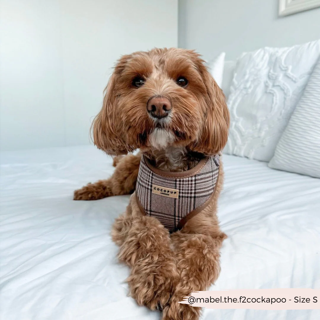 Pup Plaid Adjustable Neck HARNESS - Image 14