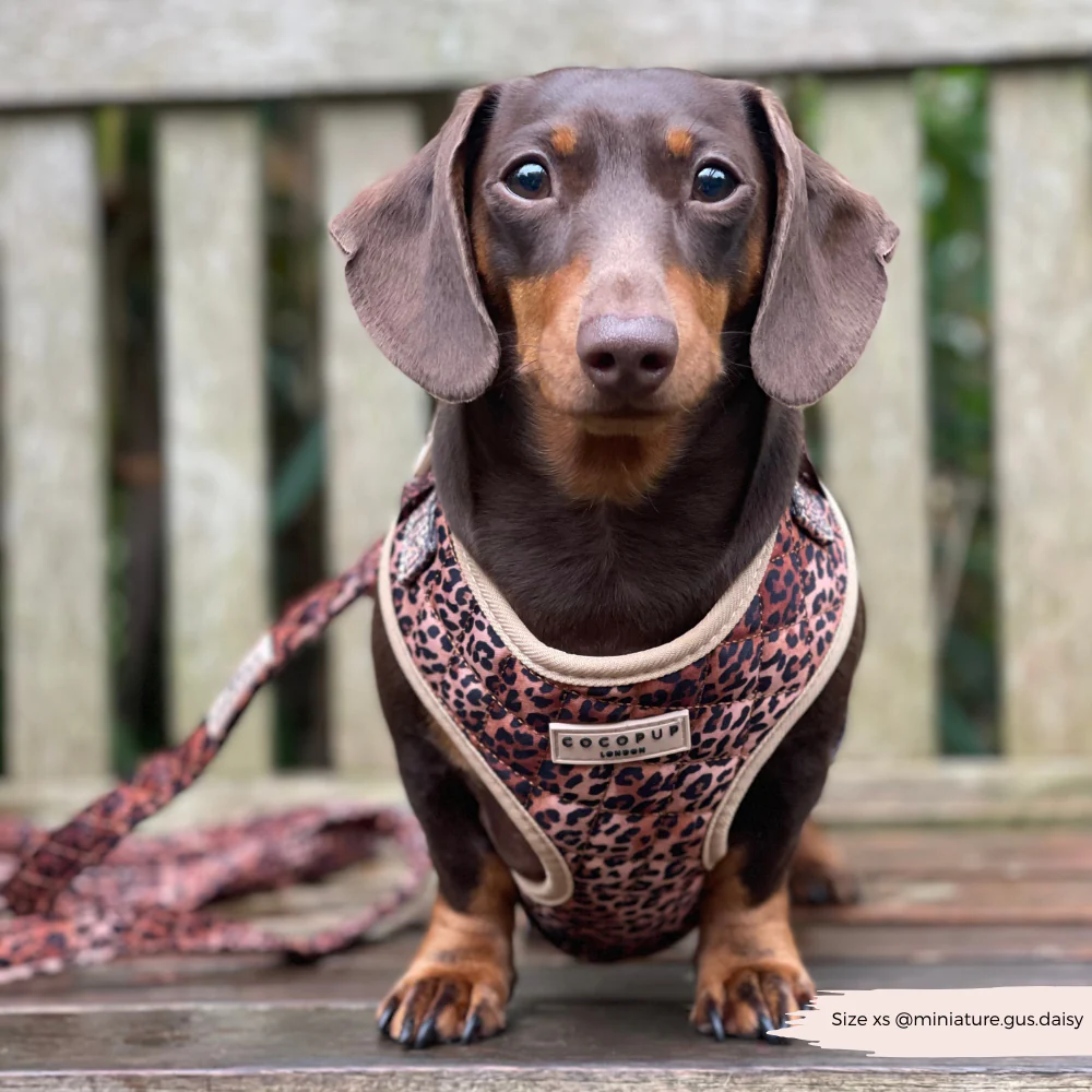 Quilted Leopard Pup Lead - Image 11