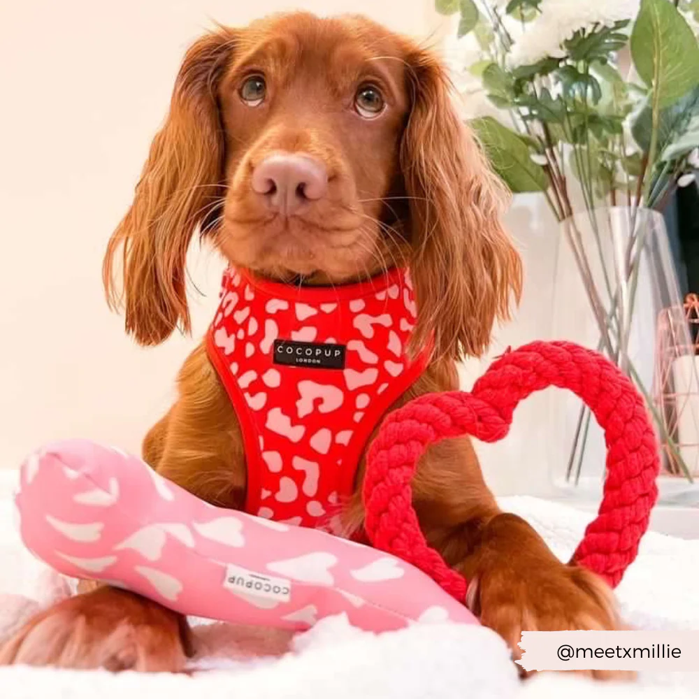 Red & Pink Leopard Adjustable Neck HARNESS - Image 13