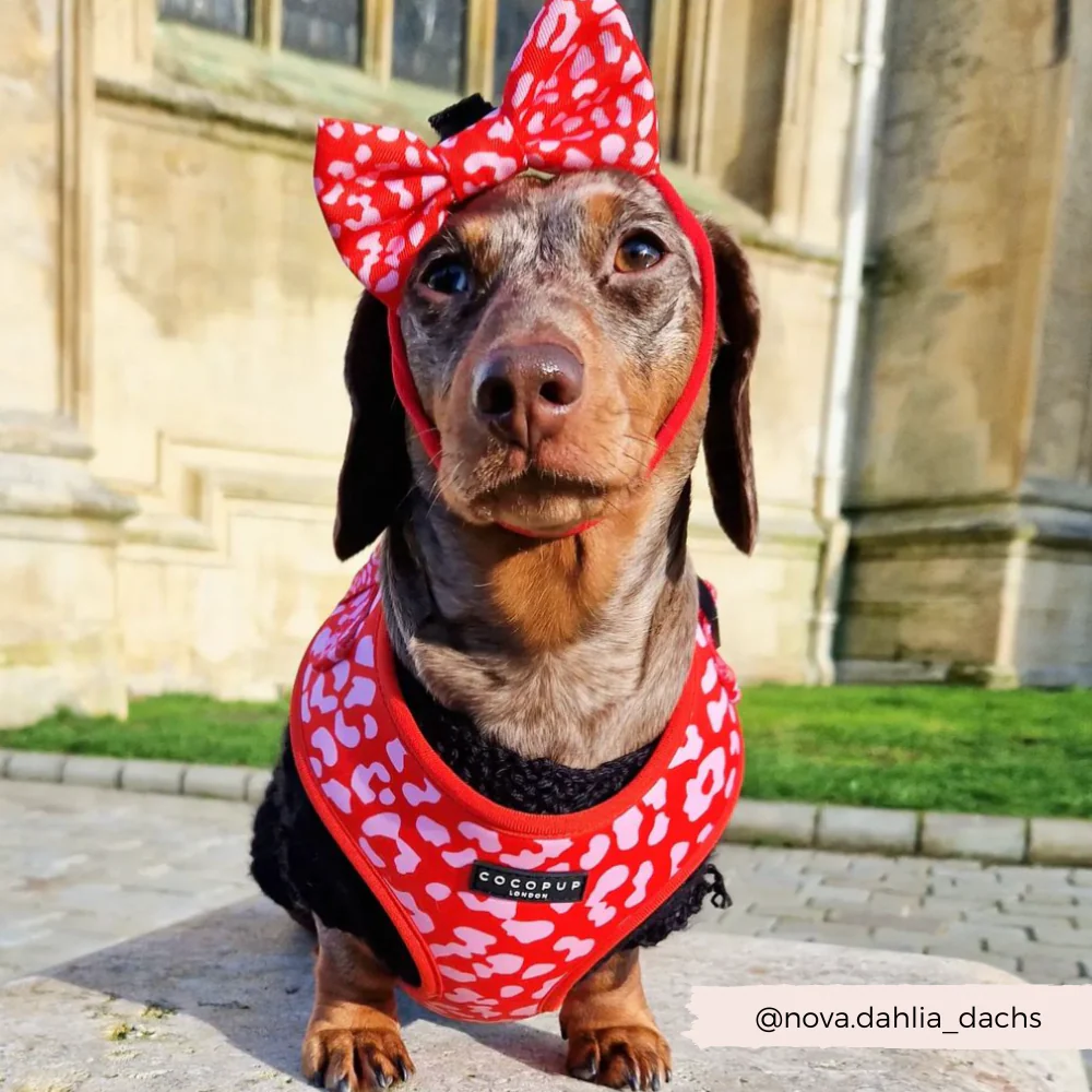 Red & Pink Leopard Adjustable Neck HARNESS - Image 15