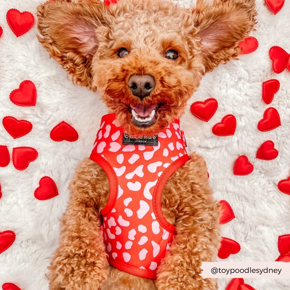 Red & Pink Leopard Adjustable Neck HARNESS - Image 5