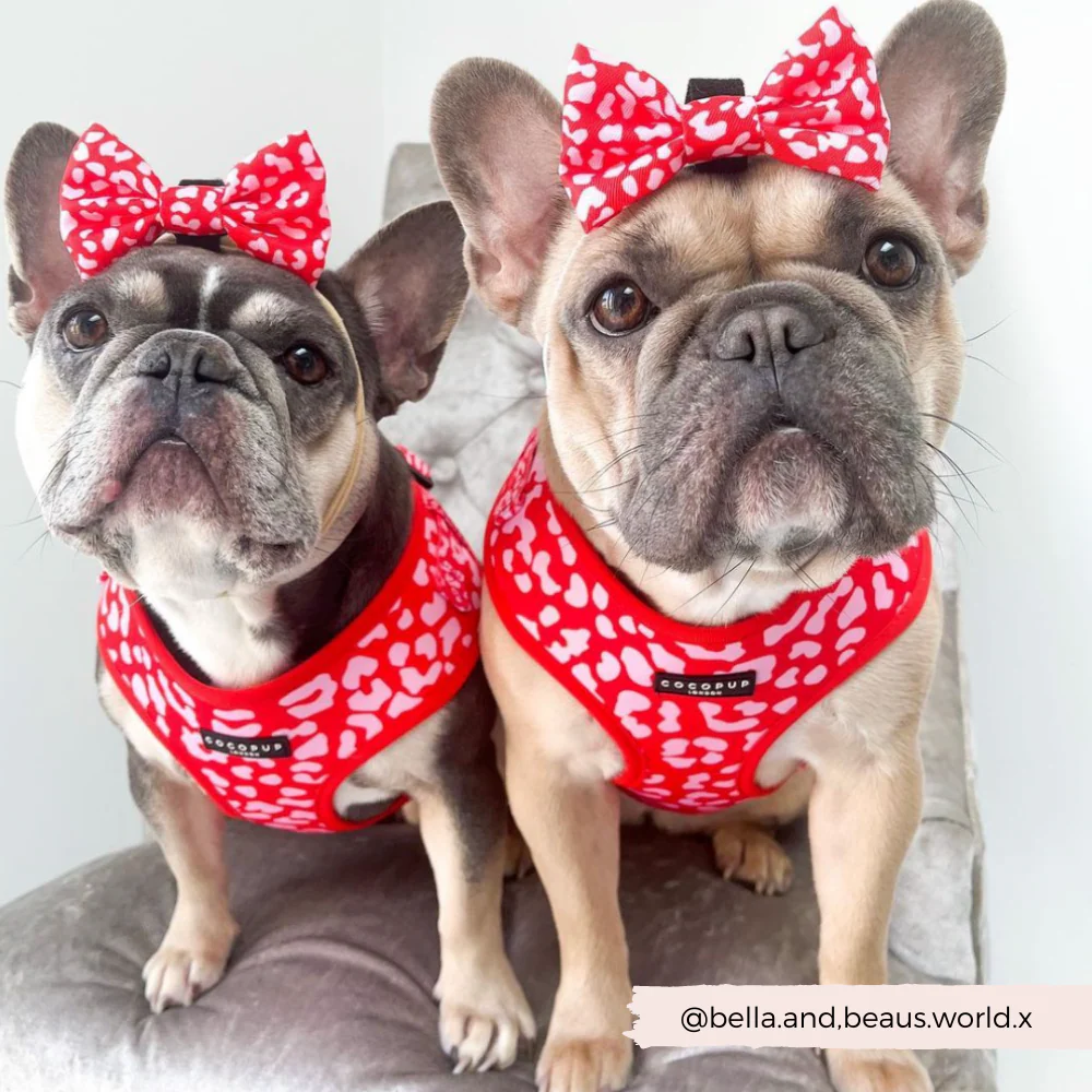 Red & Pink Leopard Bow Tie - Image 8