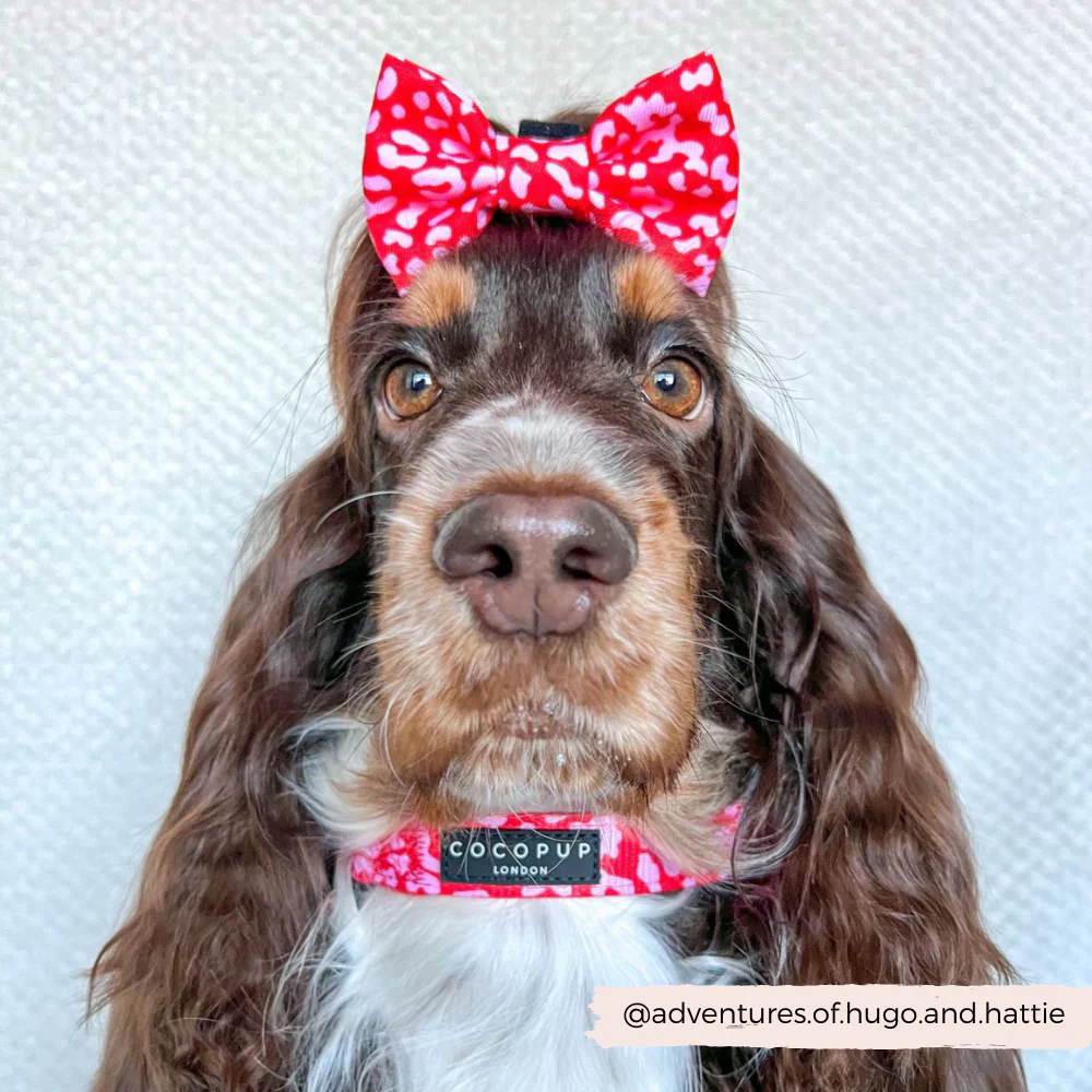 Red & Pink Leopard COLLAR - Image 4