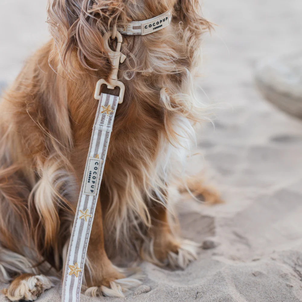 Sandy Starpaws COLLAR - Image 4