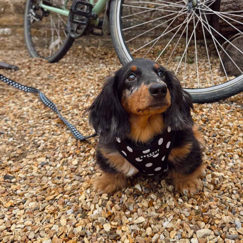 Polka Dot Lead - Image 5