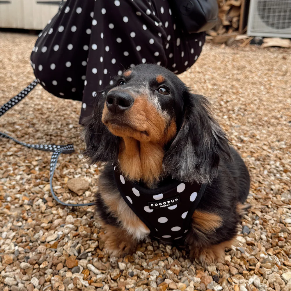 Polka Dot Adjustable Neck HARNESS - Image 6