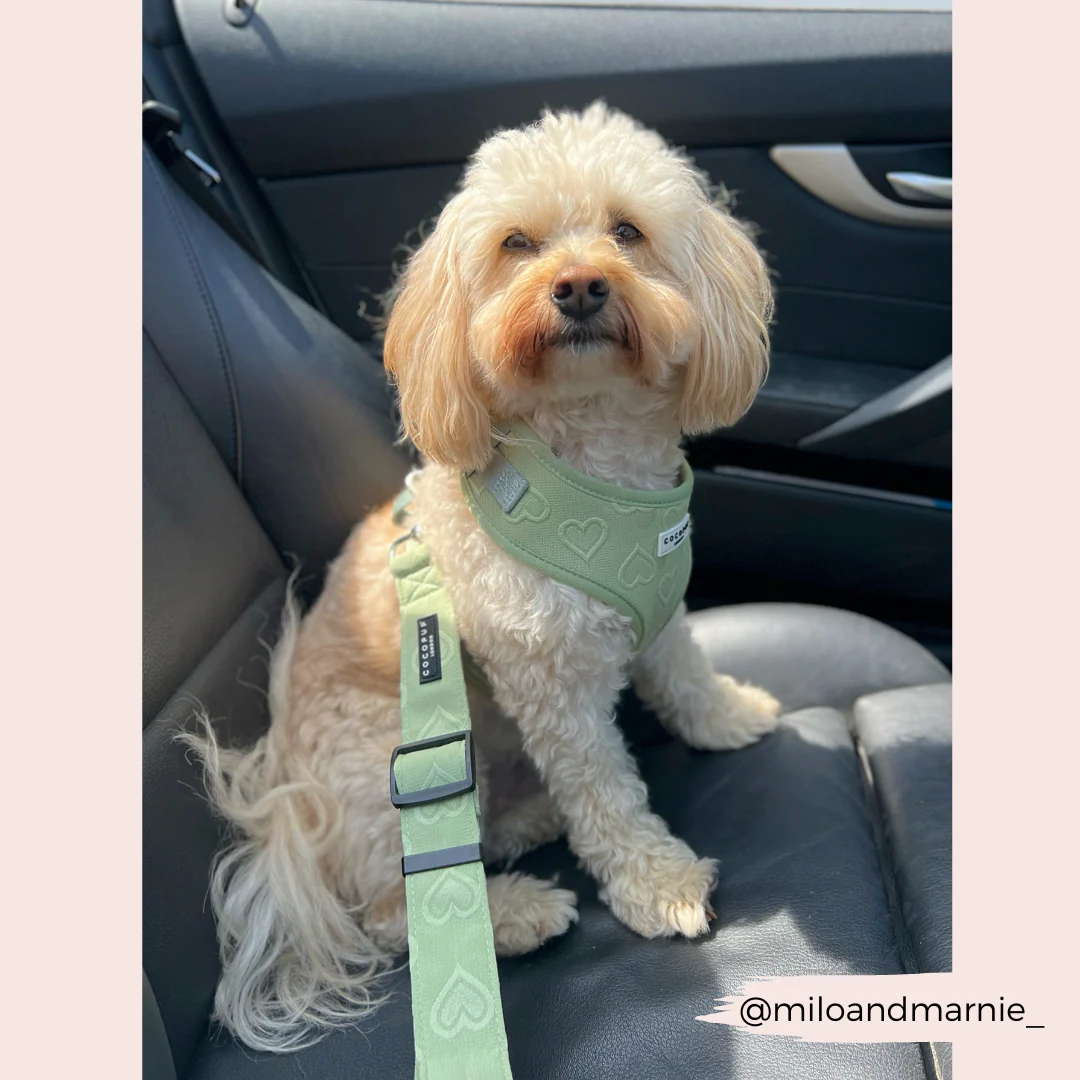 Seat Belt Restraint - Sage Heart - Image 2