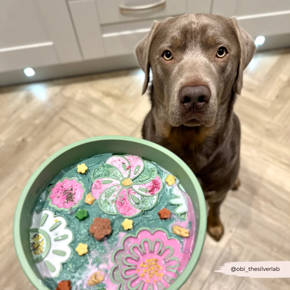 Slow Feeder Lick Dog Bowl - Sage Flowers - Image 10