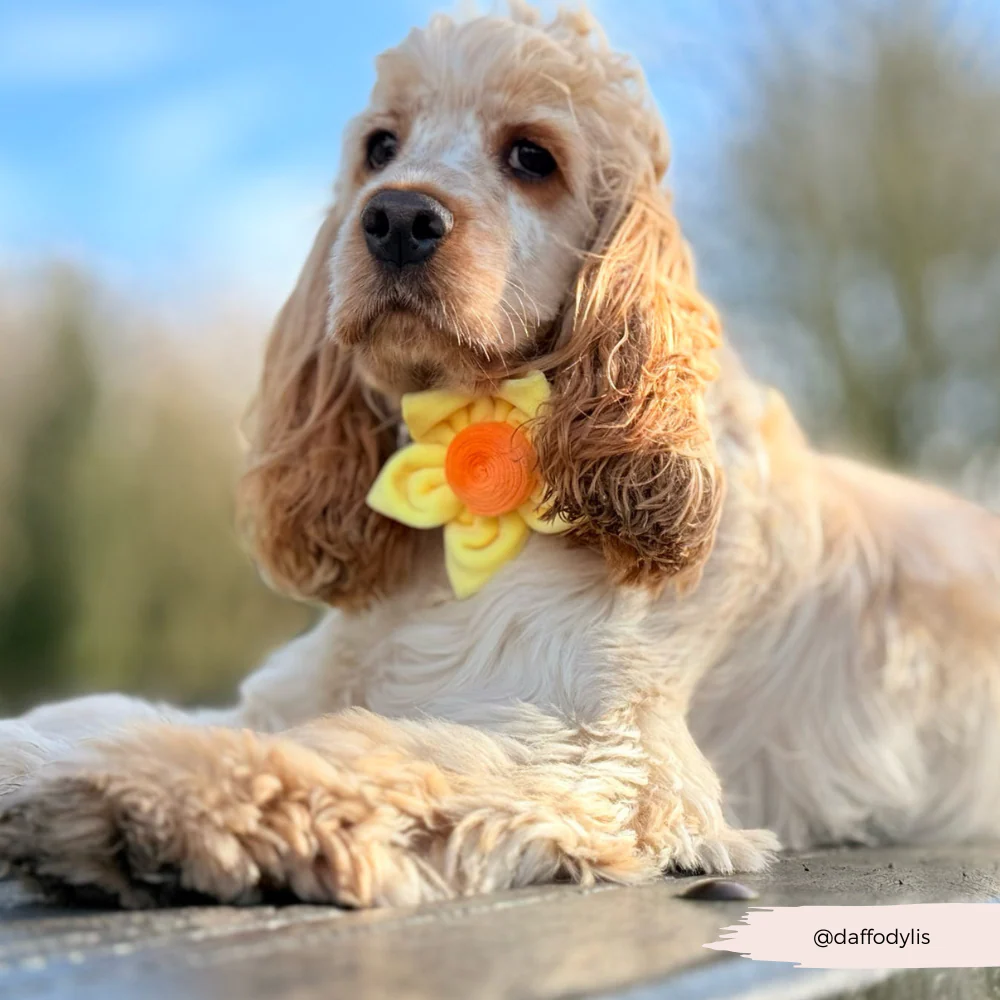 Spring Daffodil Collar Flower - Image 10