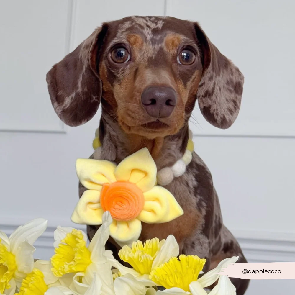 Spring Daffodil Collar Flower - Image 14