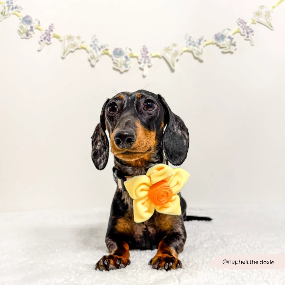 Spring Daffodil Collar Flower - Image 16