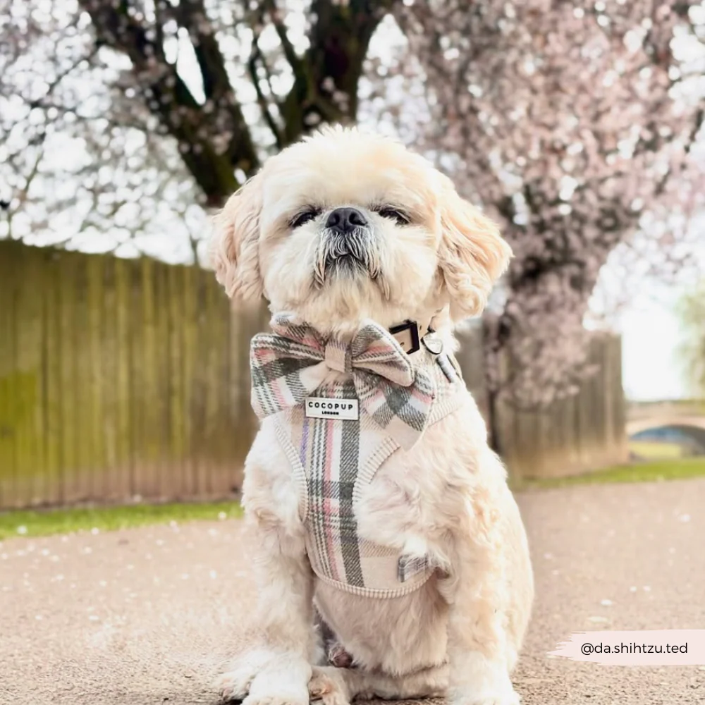 Oxford Plaid Adjustable Neck HARNESS - Image 7
