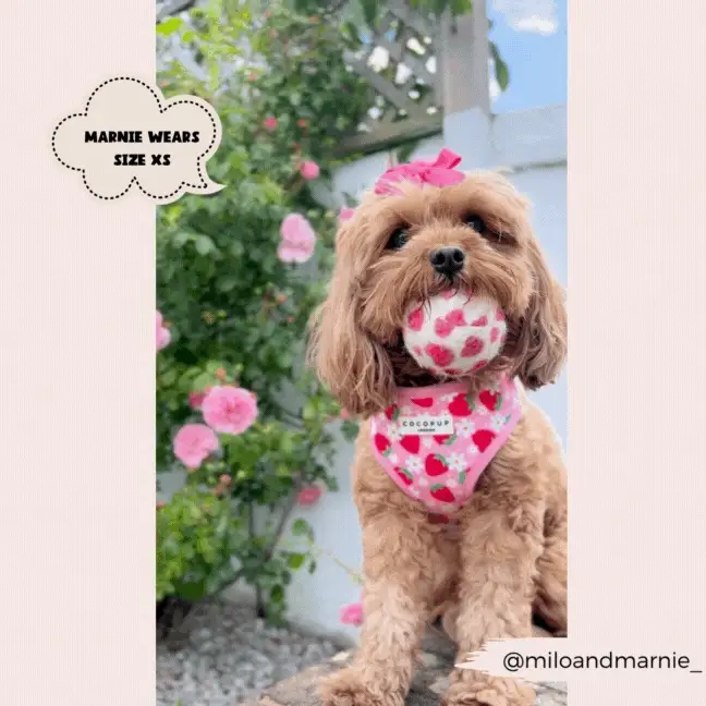 Pupberry Fields Adjustable Neck HARNESS - Image 12