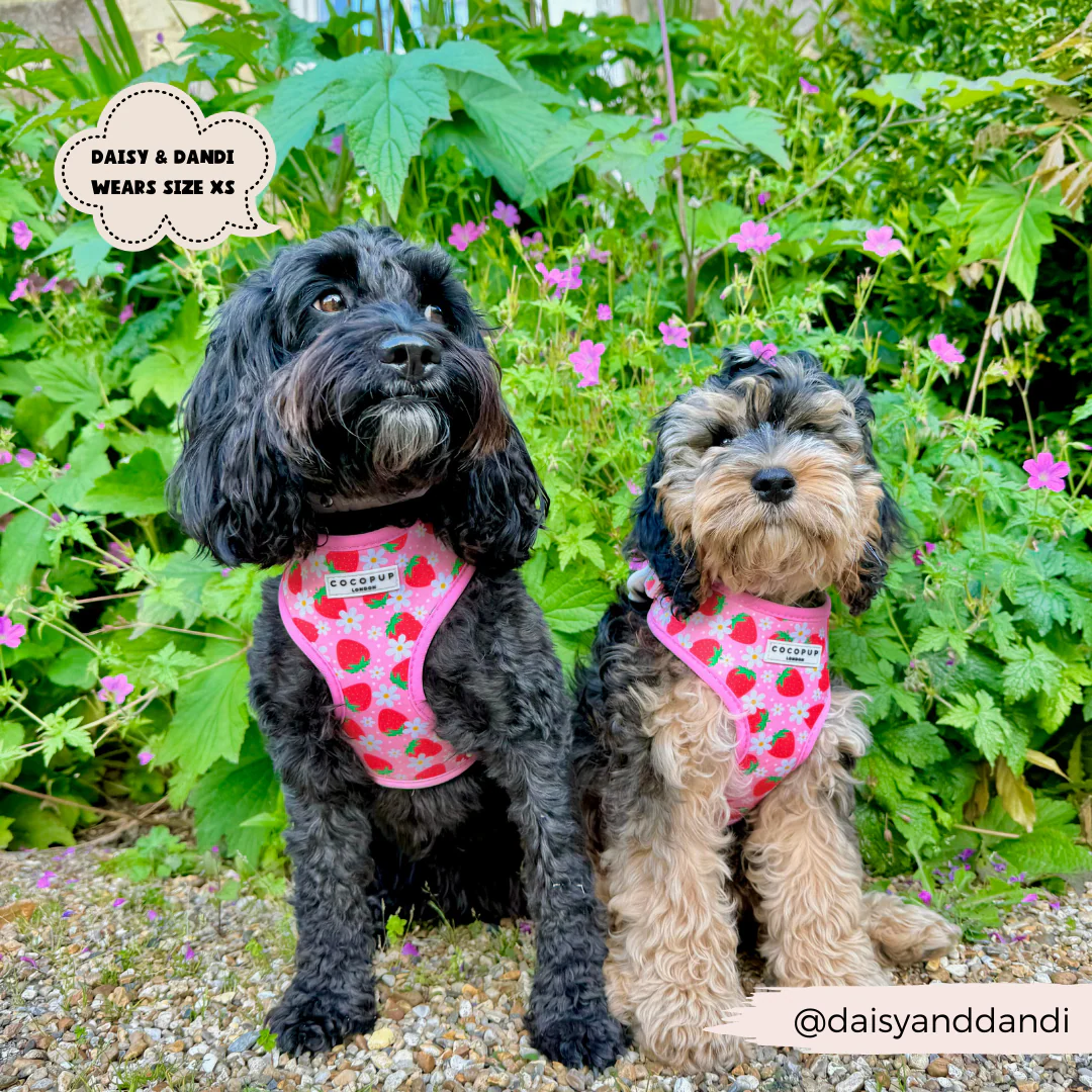 Pupberry Fields Adjustable Neck HARNESS - Image 14