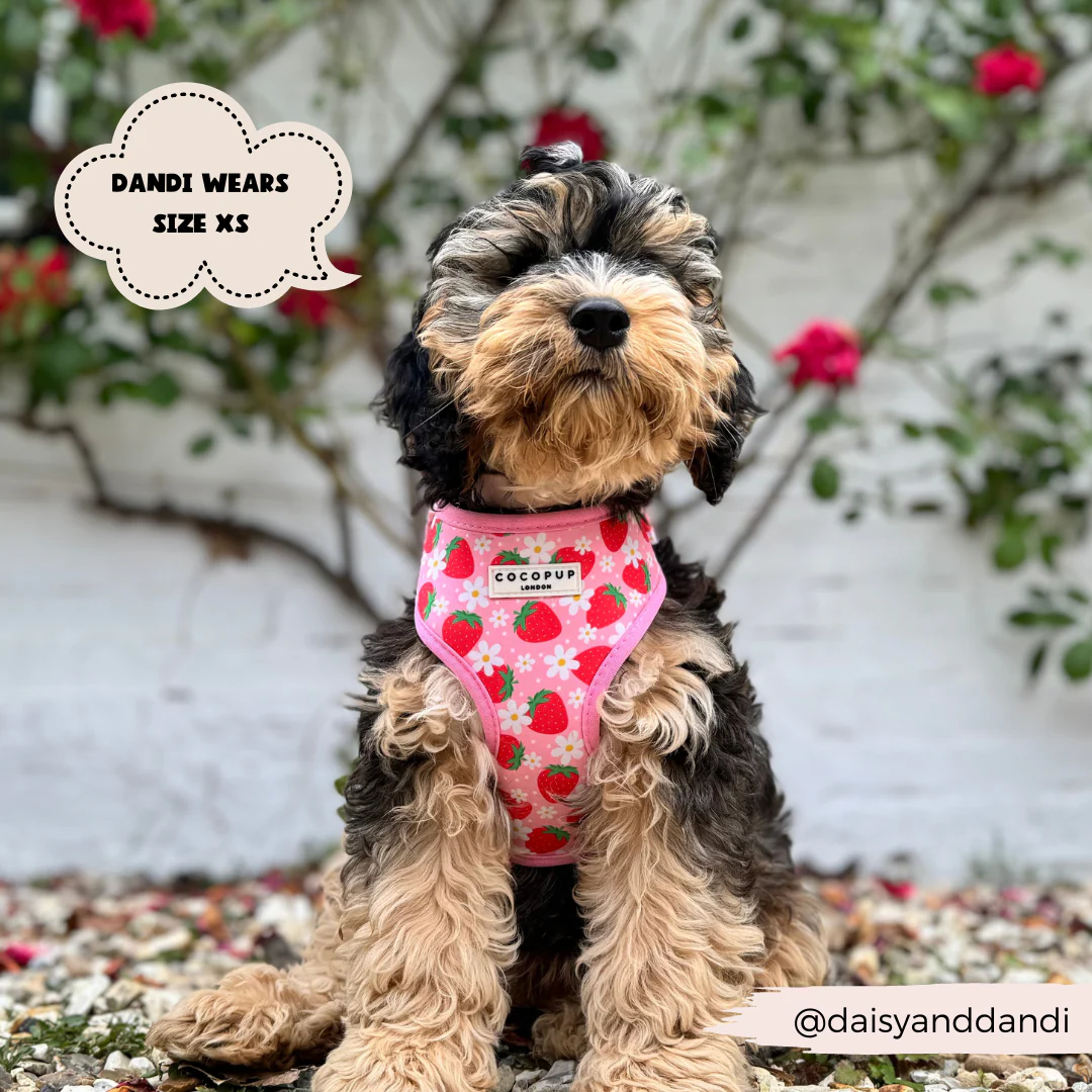Pupberry Fields Adjustable Neck HARNESS - Image 15