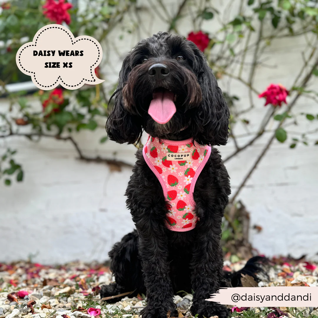 Pupberry Fields Adjustable Neck HARNESS - Image 17