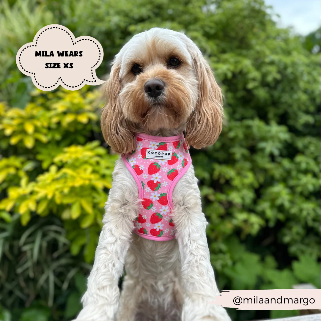 Pupberry Fields Adjustable Neck HARNESS - Image 18