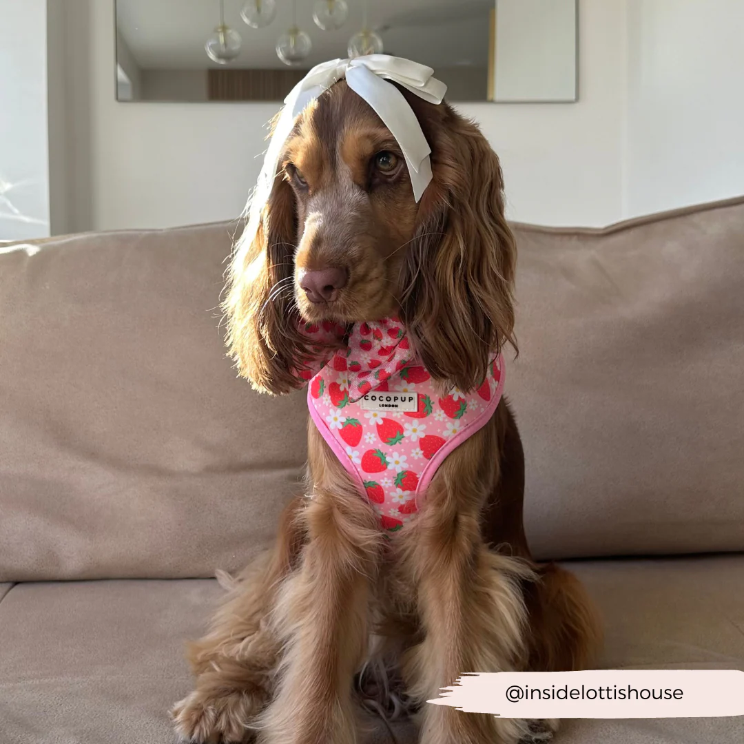Pupberry Fields Adjustable Neck HARNESS - Image 21