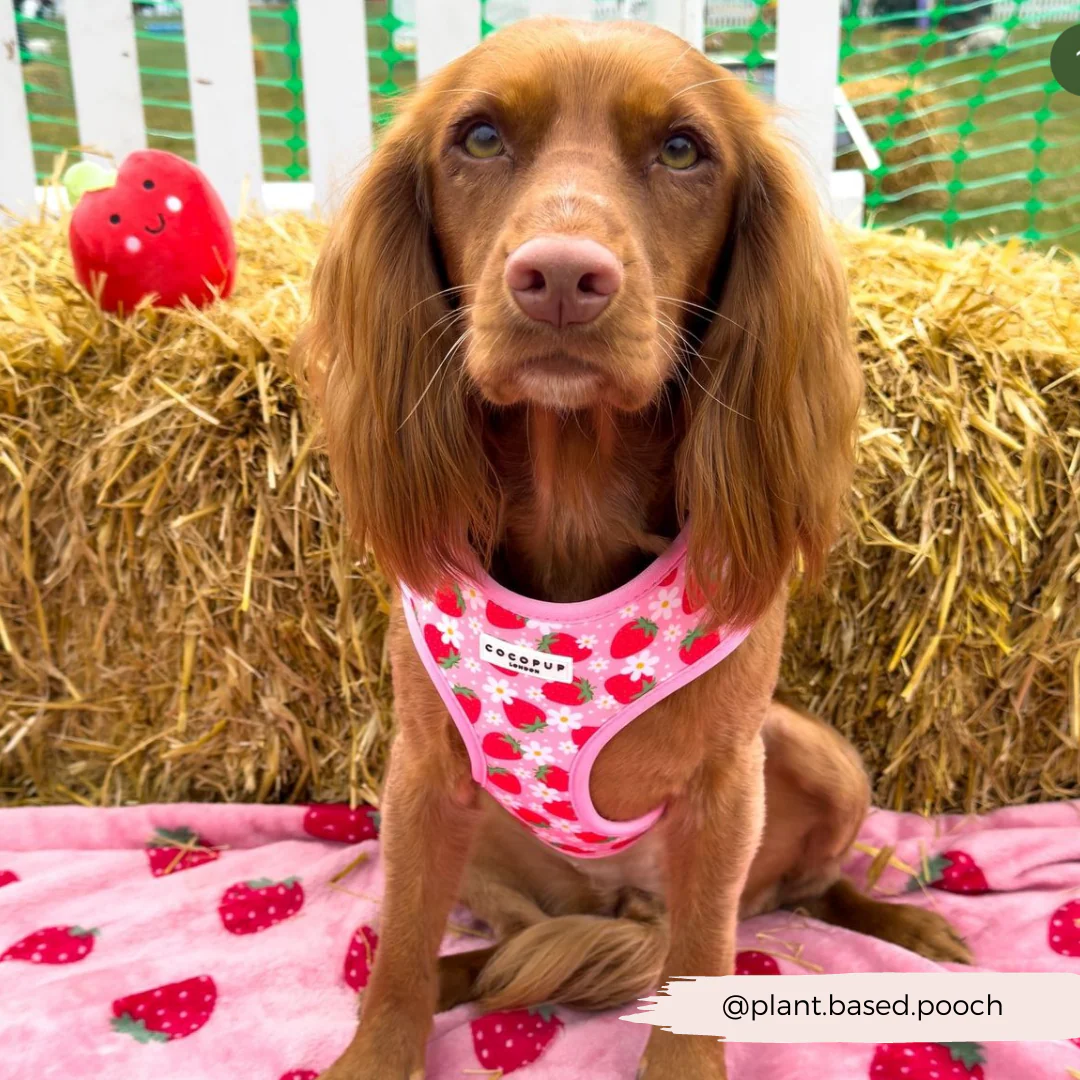 Pupberry Fields Adjustable Neck HARNESS - Image 22