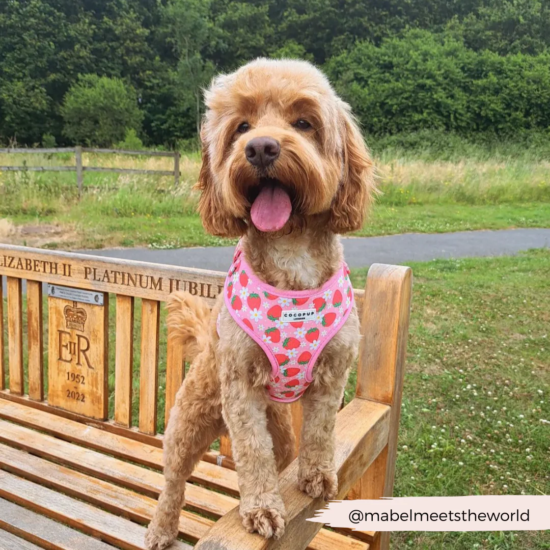 Pupberry Fields Adjustable Neck HARNESS - Image 27
