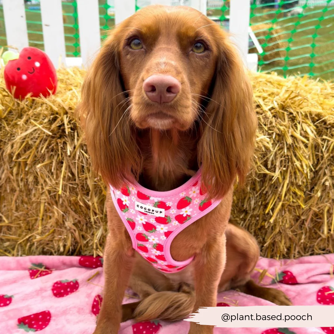 Pupberry Fields Adjustable Neck HARNESS - Image 28