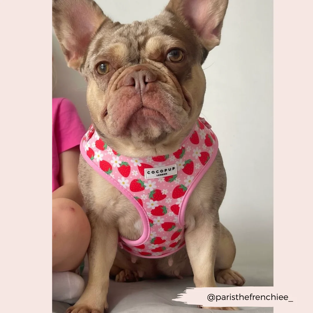 Pupberry Fields Adjustable Neck HARNESS - Image 30