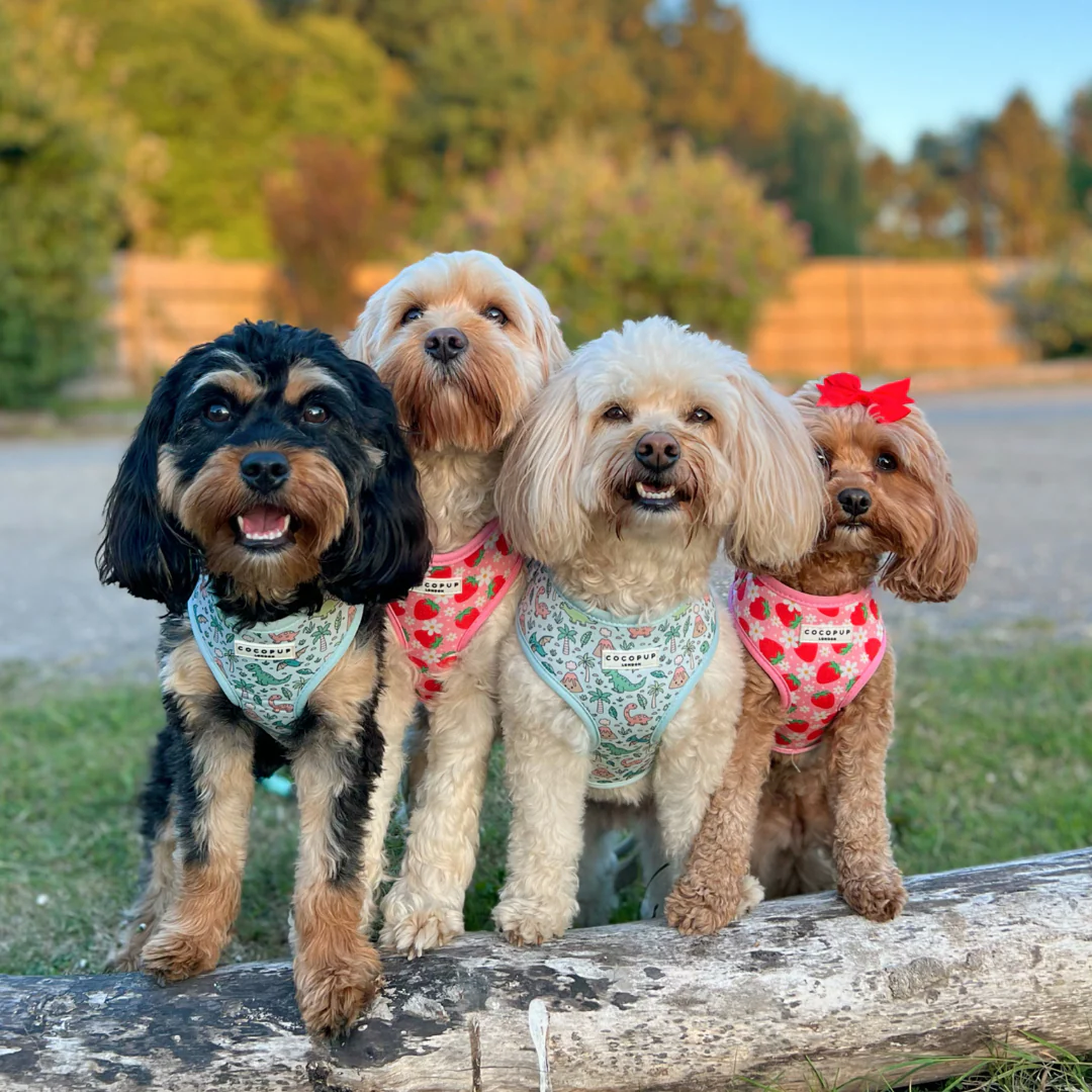 Pupberry Fields Adjustable Neck HARNESS - Image 32