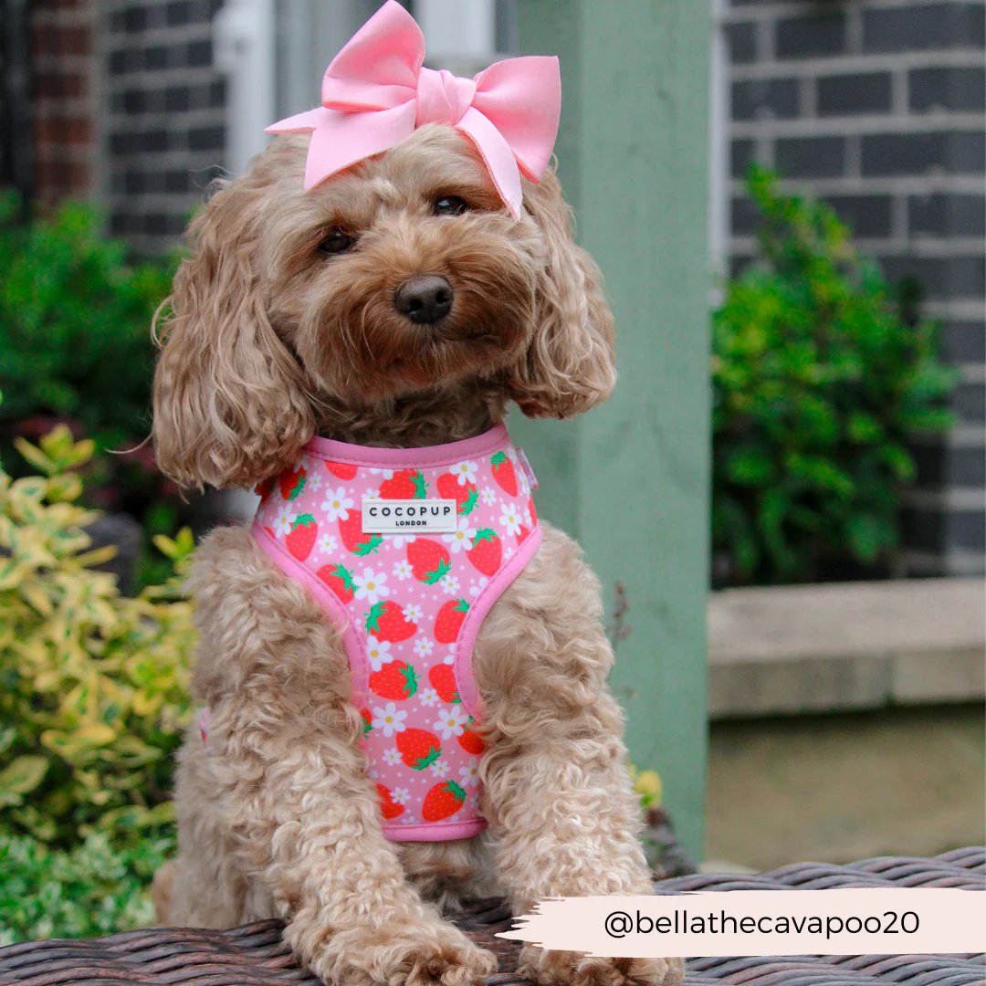 Pupberry Fields Adjustable Neck HARNESS - Image 34