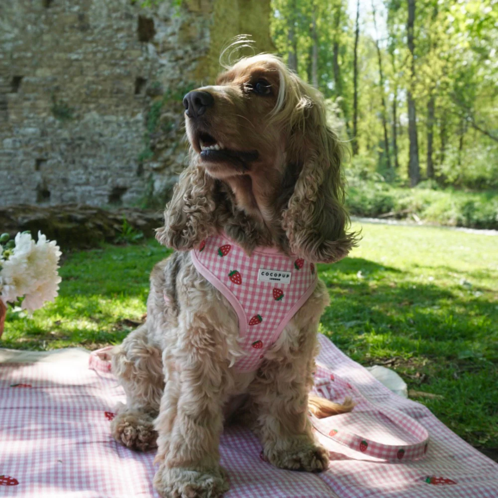 Strawberry Picnic Pup Adjustable Neck HARNESS - Image 10