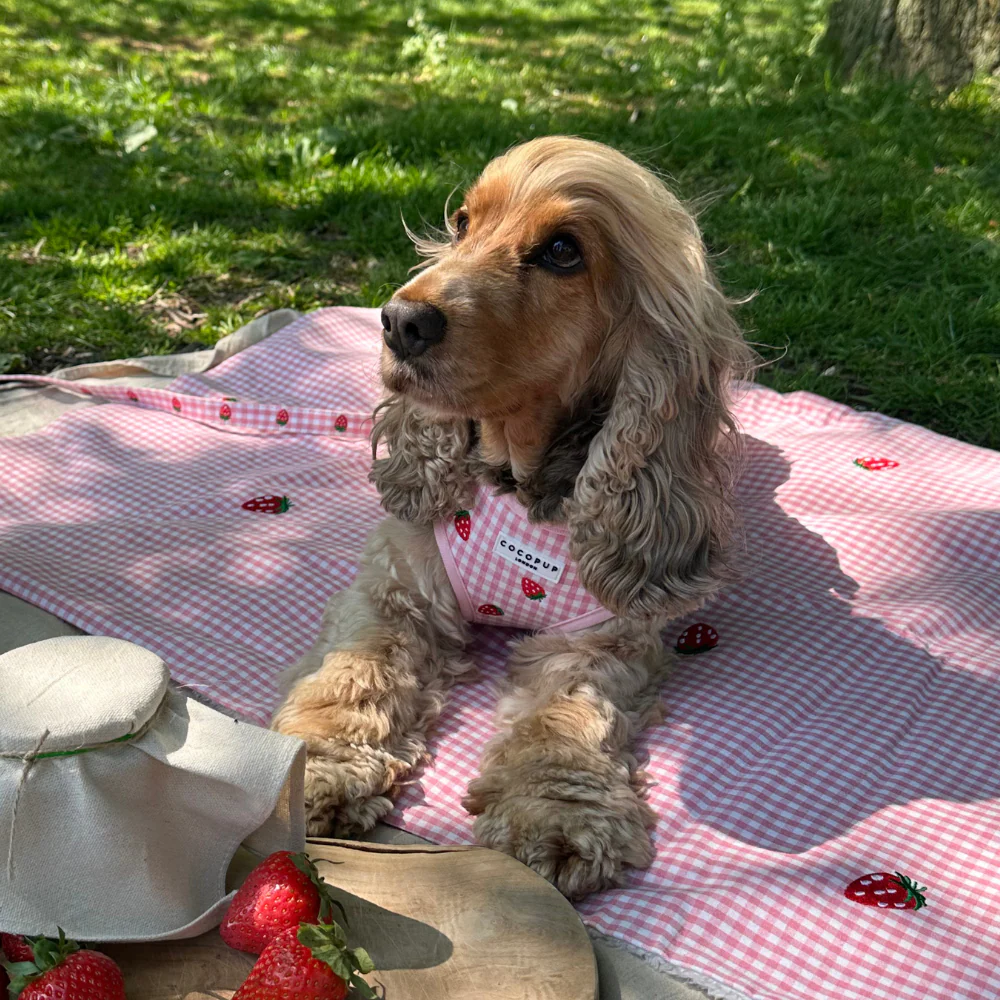 Strawberry Picnic Pup Adjustable Neck Harness, Lead & Collar Bundle - Image 21