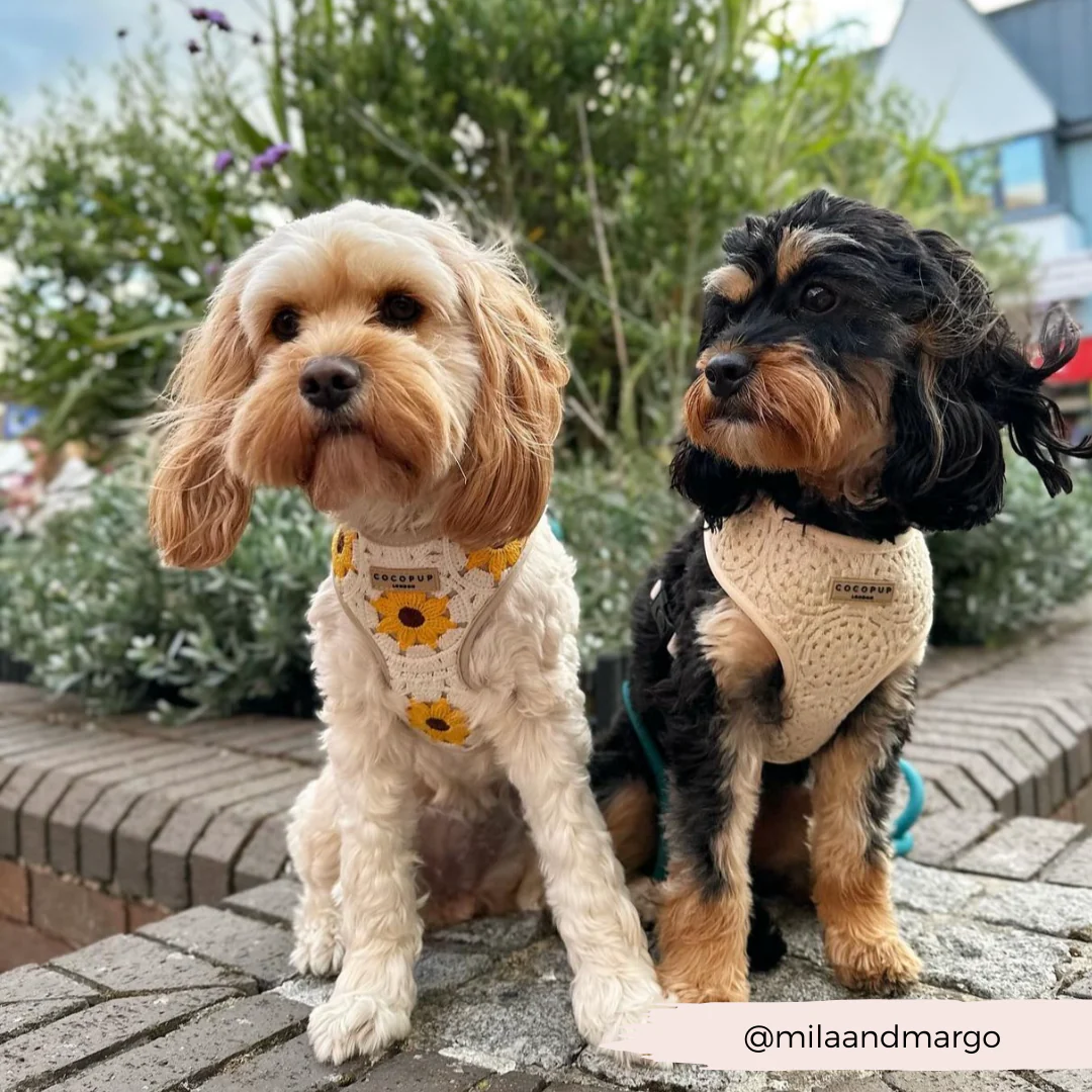 Sunflower Patch Adjustable Neck HARNESS - Image 11