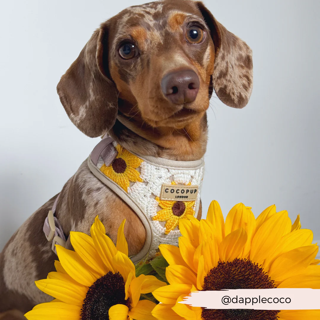 Sunflower Patch Adjustable Neck HARNESS - Image 13