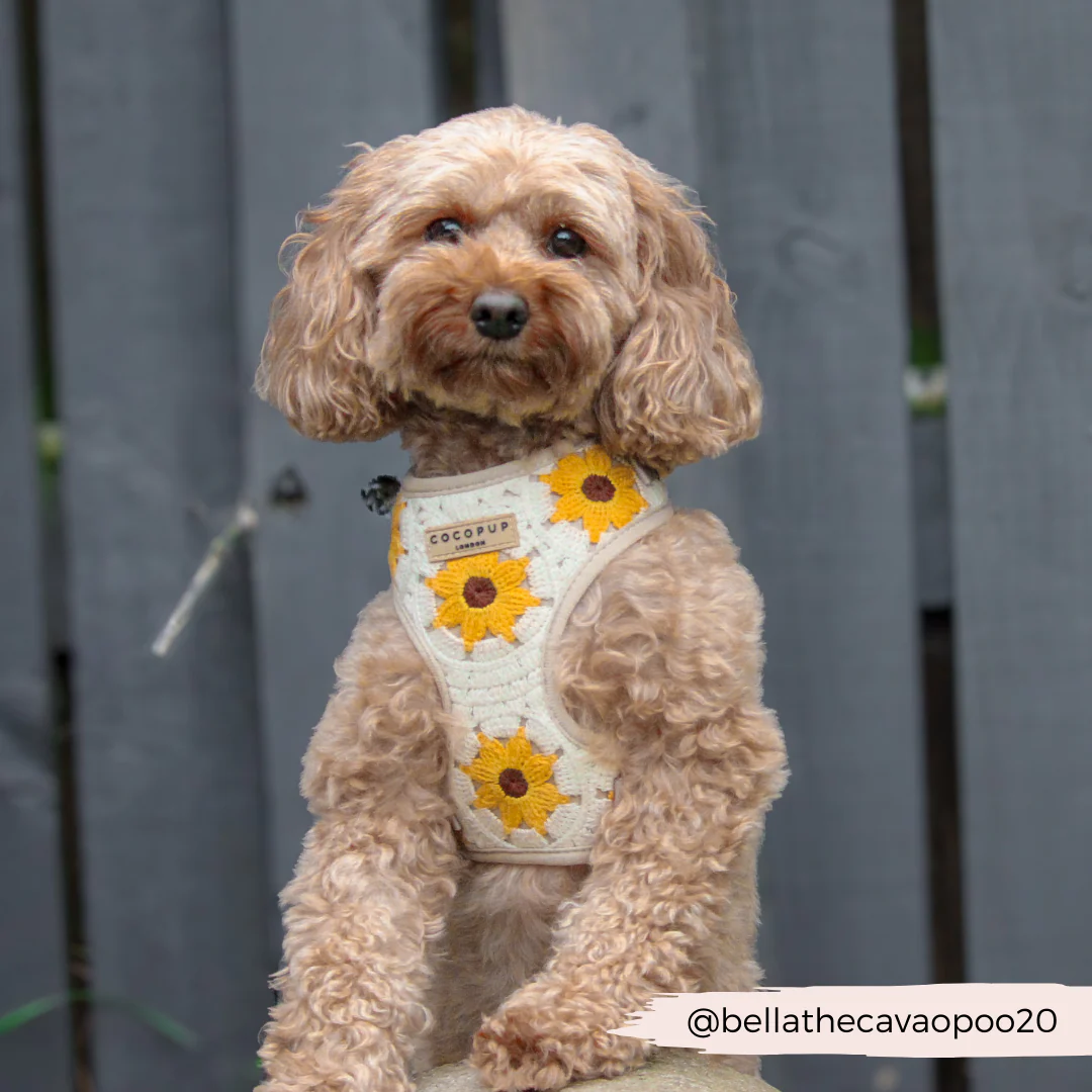 Sunflower Patch Adjustable Neck HARNESS - Image 16