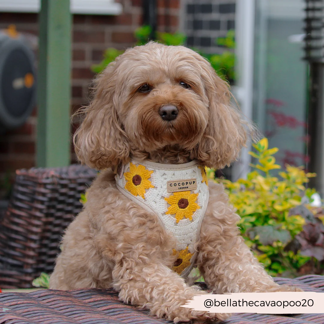 Sunflower Patch Adjustable Neck HARNESS - Image 25