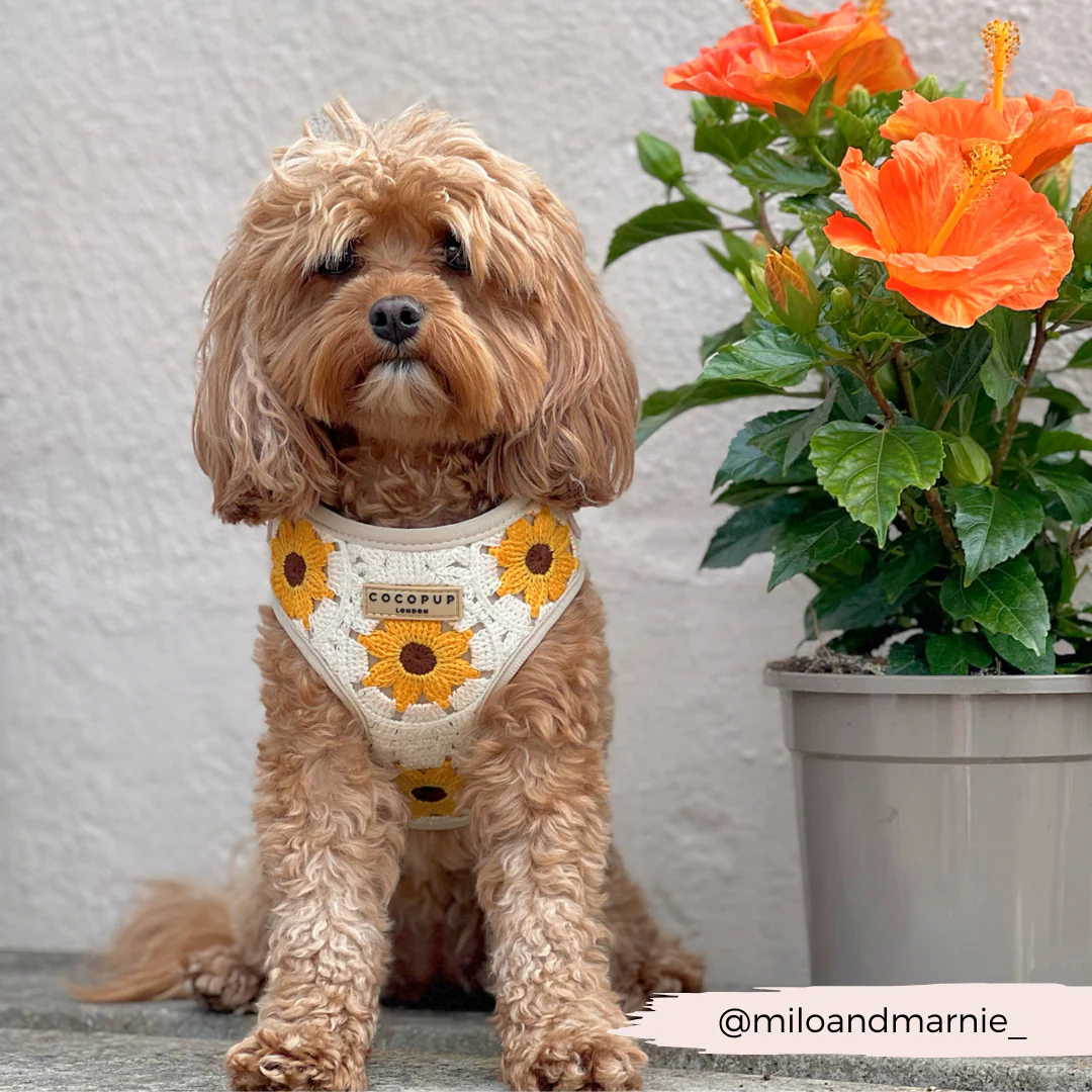 Sunflower Patch Adjustable Neck HARNESS - Image 26