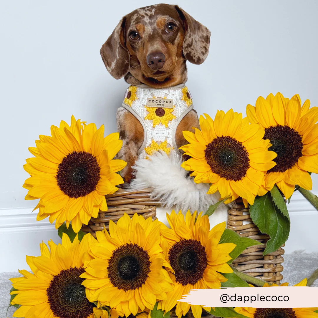 Sunflower Patch Adjustable Neck HARNESS - Image 27