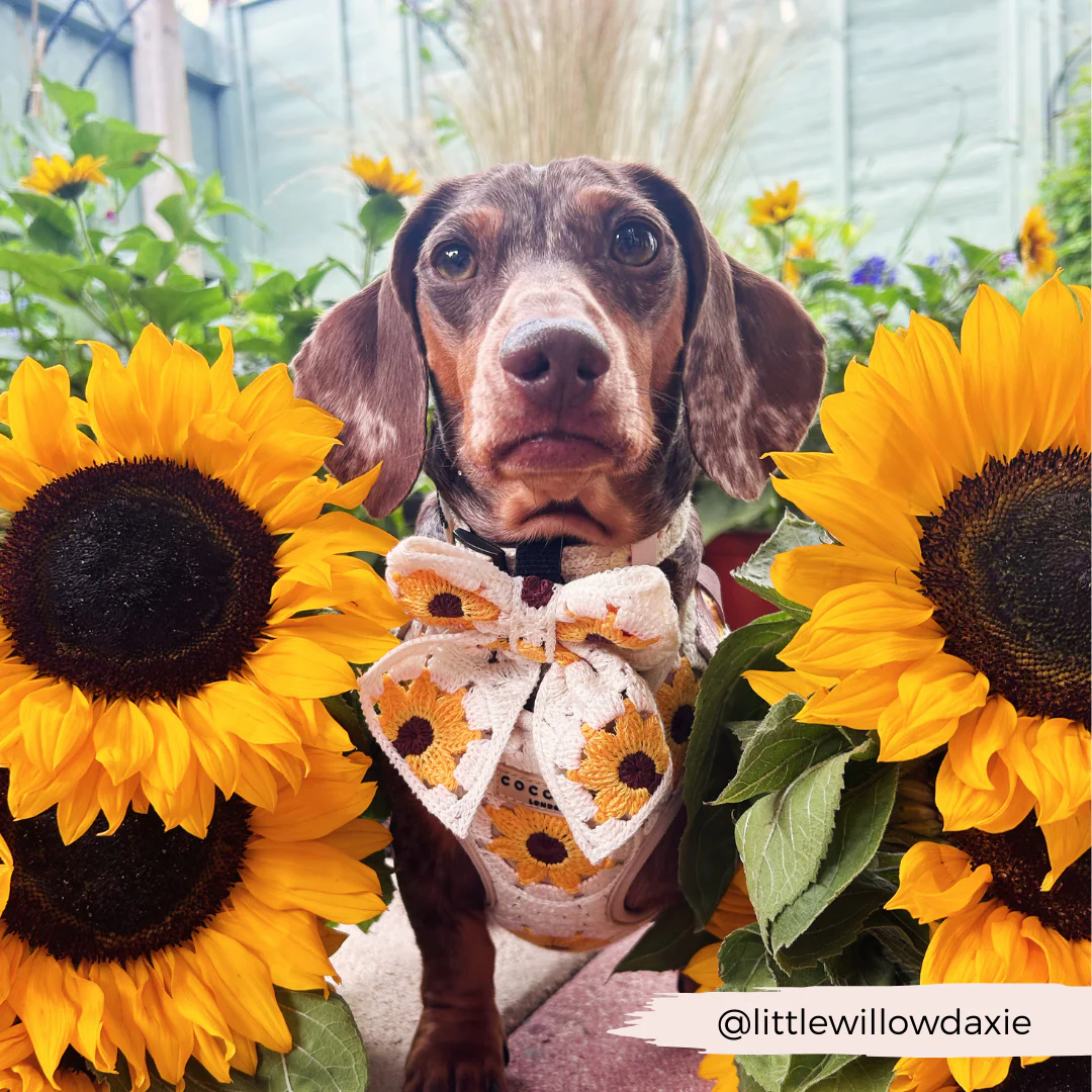 Sunflower Patch Adjustable Neck HARNESS - Image 28