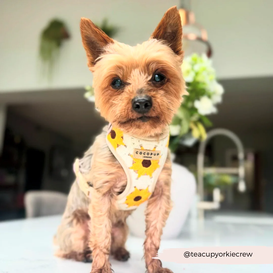 Sunflower Patch Adjustable Neck HARNESS - Image 32