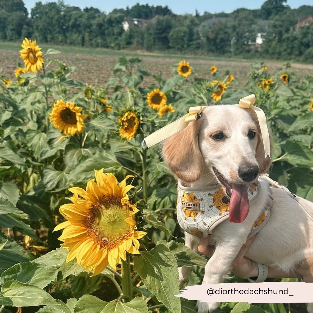 Sunflower Patch Adjustable Neck HARNESS - Image 34