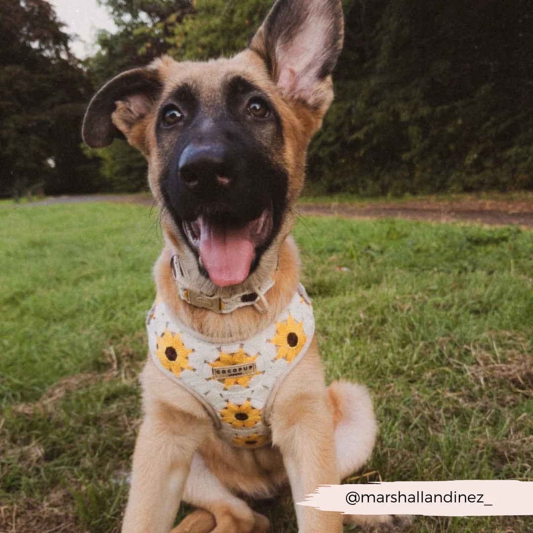 Sunflower Patch Adjustable Neck HARNESS - Image 35