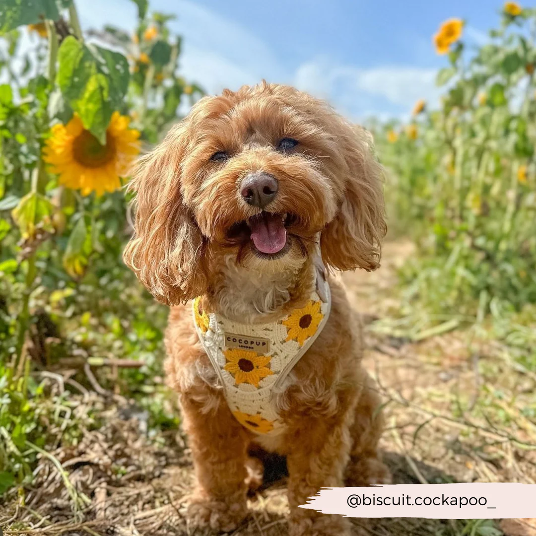 Sunflower Patch Adjustable Neck HARNESS - Image 36